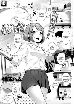 Gato Refugiado de la Lluvia